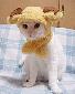 cat_wearing_funny_hat.jpg